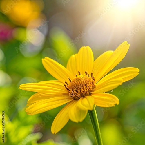 A close-up photo of a vibrant yellow flower with a blurred background