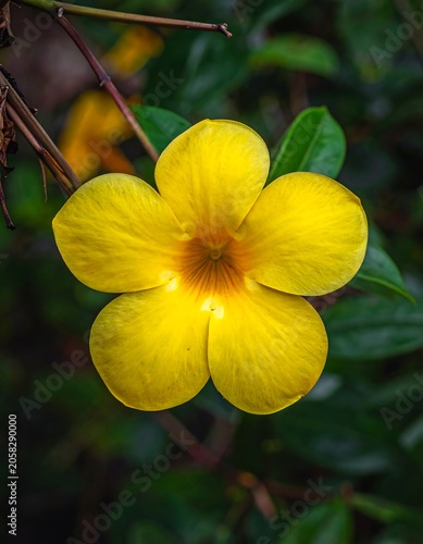 A close-up photo of a vibrant yellow flower with orange center