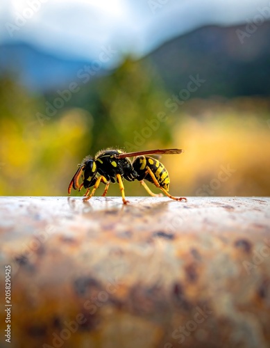 A close-up photo of a wasp on a rusty metal surface