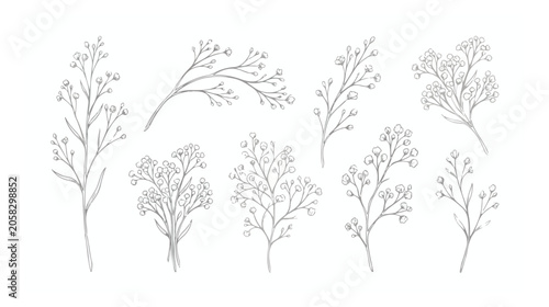 Принти на полотні Hand drawn gypsophila floral vector set, delicate baby's breath flower line art,