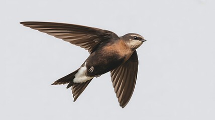 Swift bird mid‑flight with long pointed wings and streamlined dark brown plumage, white patch near tail isolated background