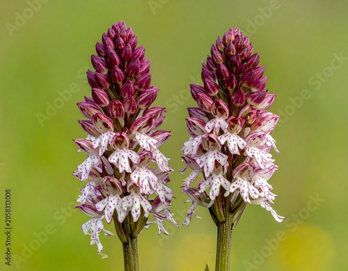 A close-up photo of two purple and white flowers side by side