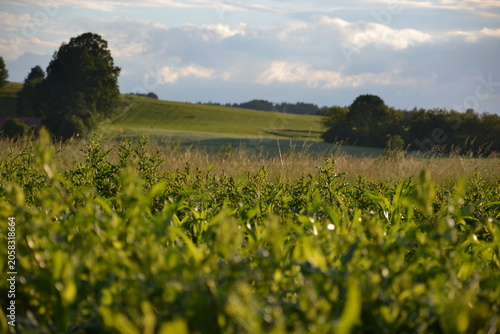 Bild auf Leinwand Agricultural Field Landscape with Growing Crops and Sustainable Farming
