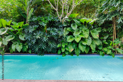 Fotografi Tropical swimming pool surrounded by lush green foliage