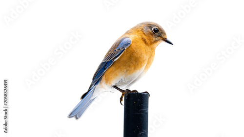 Obraz na płótnie Eastern bluebird perched on metal post against white background with bluebird wi