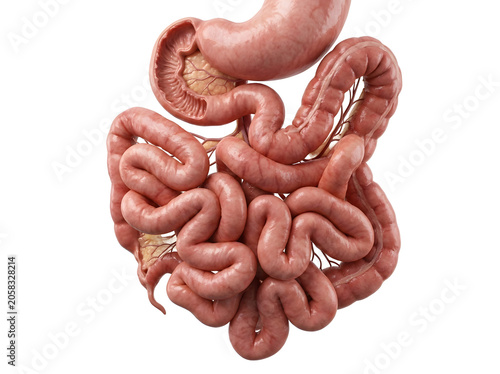 Human Small Intestine Anatomy PNG