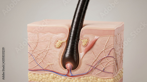 Hair follicle anatomy skin structure cross section showing detailed layers and texture of skin and hair follicle with anatomy of skin tissue and hair follicle