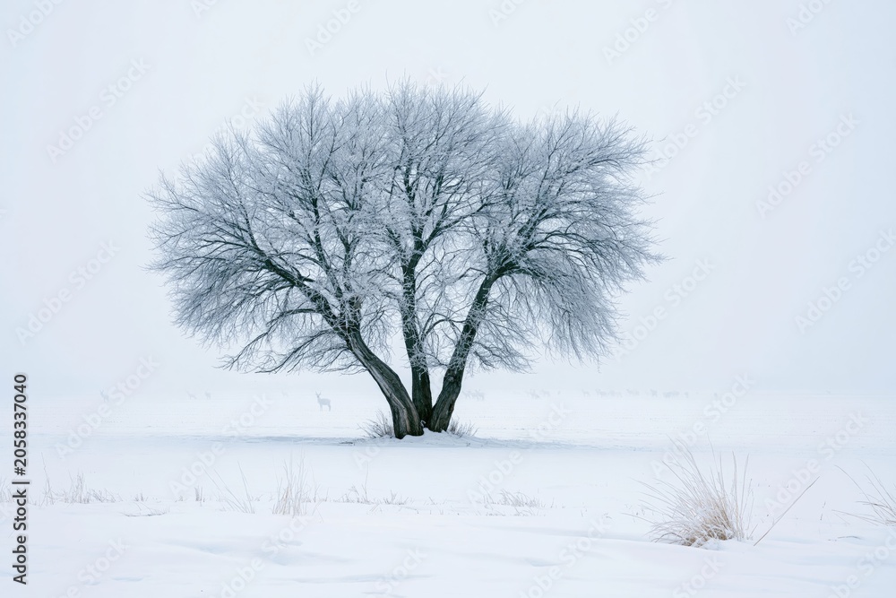Fototapeta premium Solitary Snow-Covered Tree in Winter Landscape with Overcast Sky