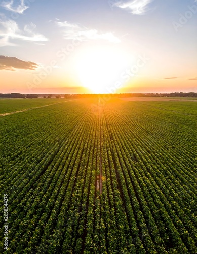 Aerial view of a vast field of crops at sunset with vibrant colors