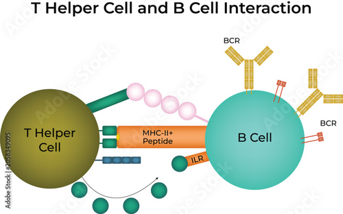 T Helper Cell and B Cell Interaction Illustration