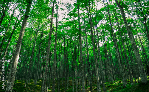 Cathedral of proud trees that guards the secrets of the earth