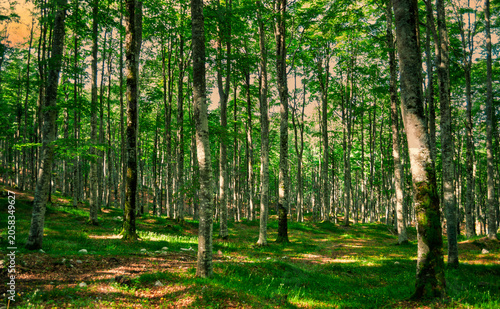 a path of shade and leaves in the ancient silence of the forest