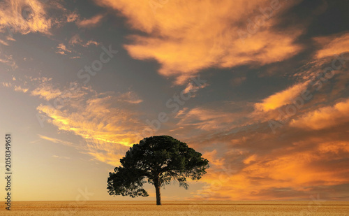 A green sentinel in the infinite silence of the wheat dancing under the warm clouds
