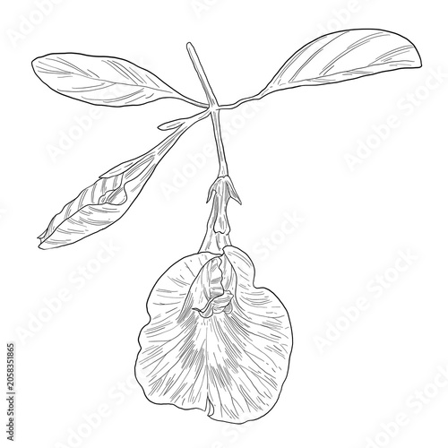 Schilderij op canvas Butterfly Pea Flower Botanical Sketch Illustration