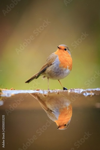 Reflejo de Robin