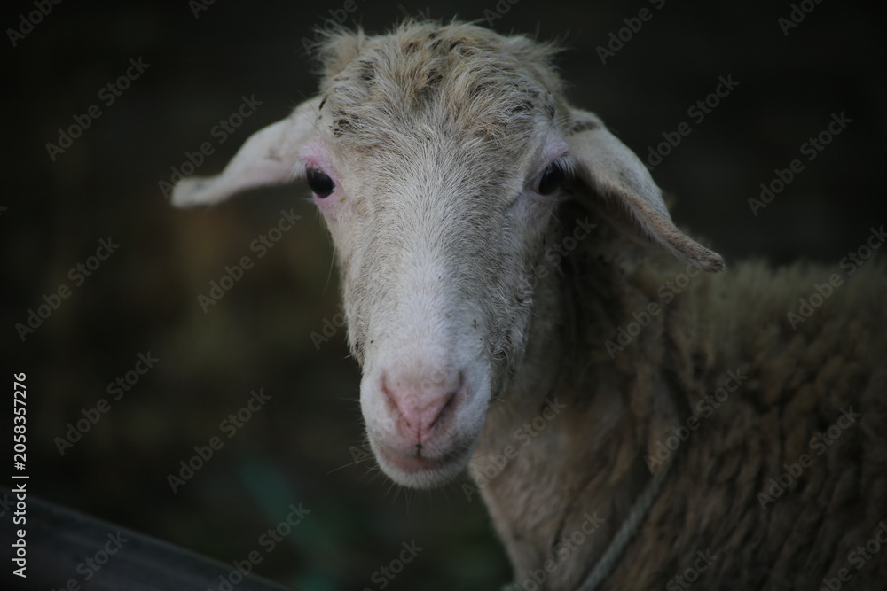 Obraz premium goat head in the pen