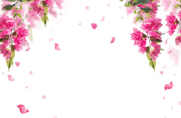  Pink bougainvillea flower frame border isolated . floral transparent element.