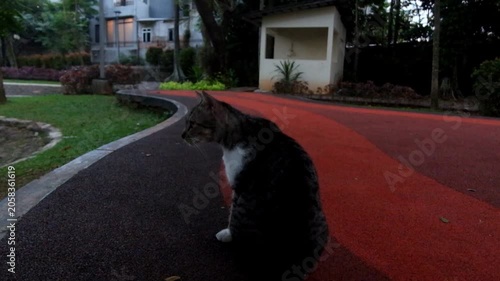 Domestic tabby cat sitting on a colorful park playground walkway pet animal
