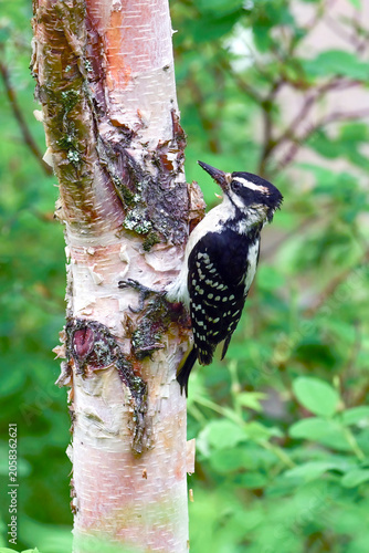 A Hairy Woodpecker (Leuconotopicus villosus) searching for food in Alaska's boreal forest.