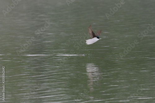 A tiny Tree Swallow (Tachycineta bicolor) flies away with a large, white feather it picked up from the surface of Reflections Lake, Alaska.
