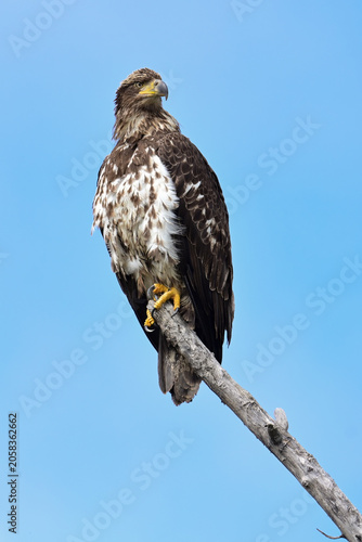 A juvenile bald eagle (Haliaeetus leucocephalus) perched on a deadfall near a remote Alaska stream.