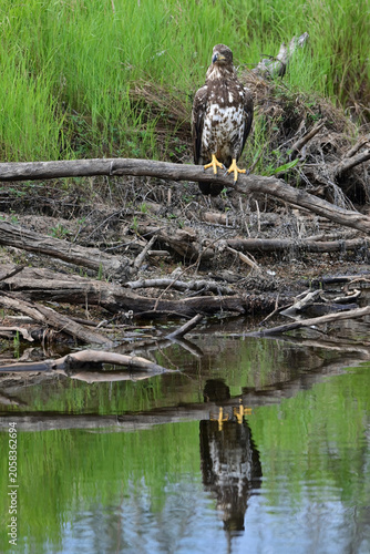 A juvenile bald eagle (Haliaeetus leucocephalus) perched on a deadfall near a remote Alaska stream.