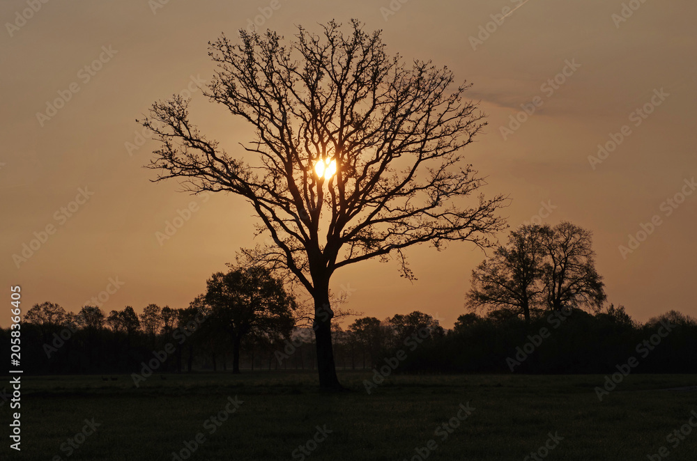 Naklejka premium Silhouette einer Eiche beim Sonnenaufgang