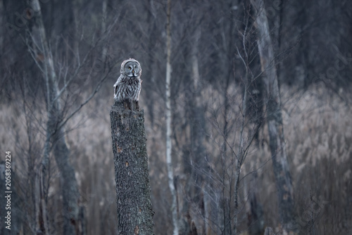 Majestic Great Grey Owl (Strix nebulosa) perched on a weathered tree stump in a serene European forest, its piercing yellow eyes observing the tranquil wilderness.