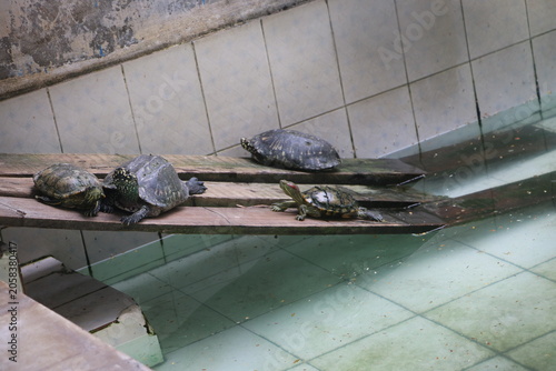 Φωτογραφία Group of turtles resting on wooden plank in water pond with enclosure wildlife s