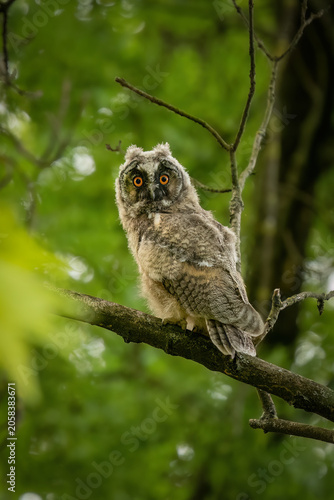Cute young long-eared owl chick perched on a tree branch in a green European forest. Wild fluffy owlet looking into camera, wildlife photography.