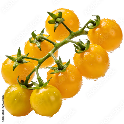 Bright yellow cherry tomatoes on vine with dewdrops isolated on white background
