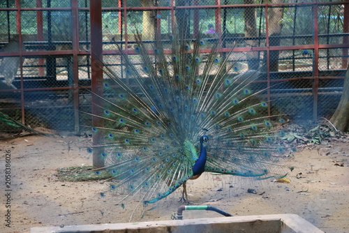 Foto Male peacock spreading feathers in sunny zoo area with feathers wildlife colorfu