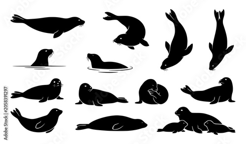 Photography Marine seal silhouette pack with swimming diving and resting ocean mammal vector