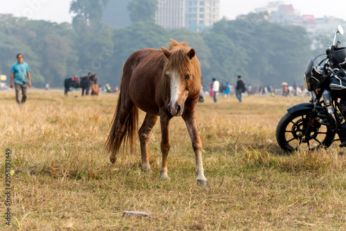 Brown pony, possibly a Mongolian horse, is grazing on the dry grass of the Maidan in Kolkata