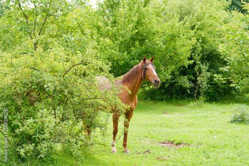 Brown horse in garden