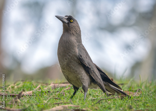 A wild grey currawong (Strepera versicolor) posing with head up while foraging on the ground, isolated against a grassy and woodland habitat, Australia
