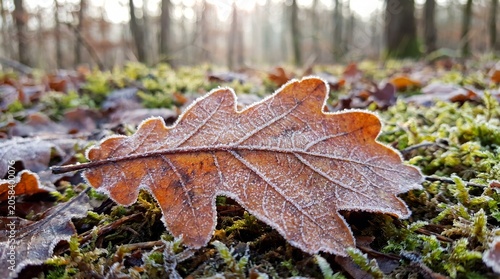 Macro of frosted oak leaf on mossy forest floor