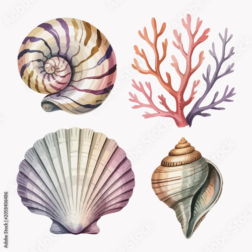 Watercolor illustrations of seashells and coral on a white background
