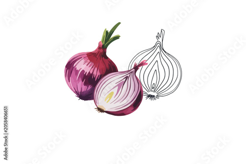 Red onion whole half and sketch illustration isolated on white background
