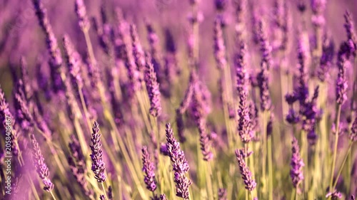 Field with blooming lavender and honey bees flying over flowers, collecting pollen. Provence in France.
