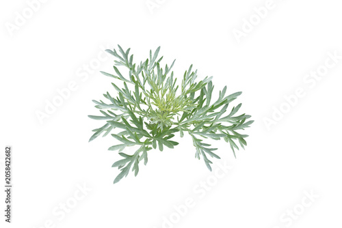 Фотография Artemisia absinthium foliage or common wormwood leaves isolated transparent png