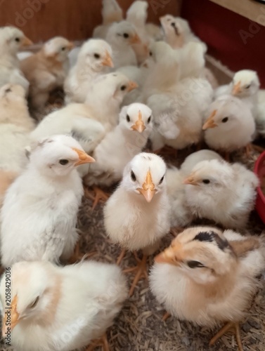 Indoor Brooding System for Growing Chickens