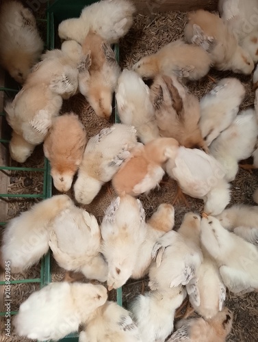 Juvenile Poultry Chicks Resting on Wood Shavings