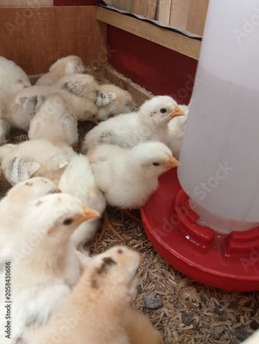 Baby Chickens Drinking Water Inside Brooder Box