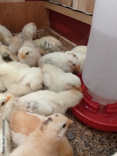 Group of Juvenile Chickens in Poultry Farming Setup