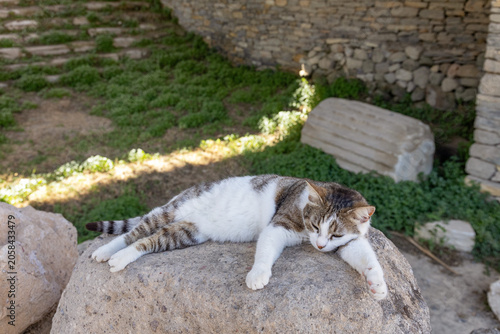 Obraz na plátně Tabby cat naps on a weathered stone amid ancient ruins, basking in warm Mediterr