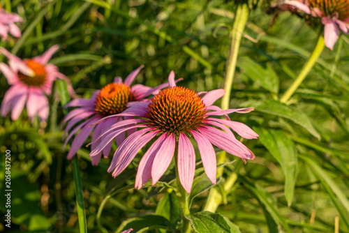Echinacea purpurea medicines flower in the garden