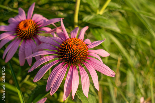 Echinacea purpurea medicines flower in the garden