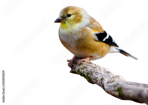 Obraz na plátne Small american goldfinch perched on a rustic branch with goldfinch wildlife feat