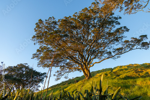 A lone Pohutukawa tree stands on a grassy hill on Mt Eden, Auckland, New Zealand at sunset, its branches silhouetted against the clear blue sky.